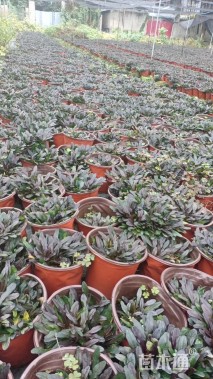 高度5厘米筋骨草