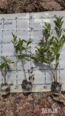 高度30厘米毛鹃