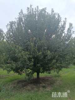 28公分北美海棠