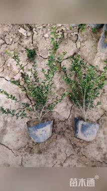 高度20厘米龟甲冬青