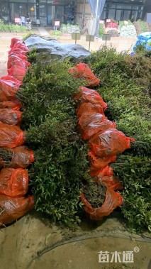 高度40厘米南天竹