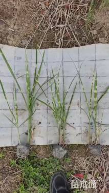 高度40厘米斑叶芒