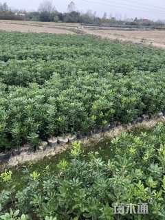 高度40厘米大叶黄杨