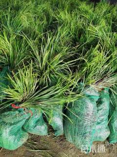 高度25厘米麦冬草