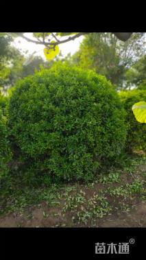 冠幅180厘米大叶黄杨球