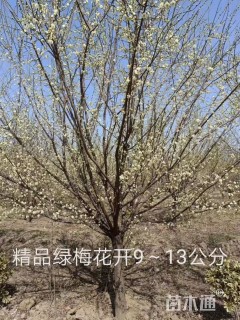 12公分绿萼梅