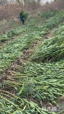 高度100厘米夹竹桃