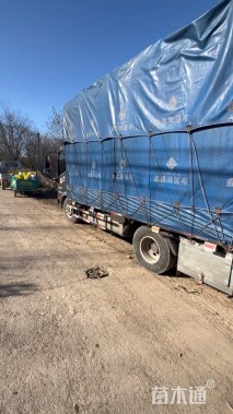 高度50厘米凤梨