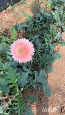 高度15厘米非洲菊