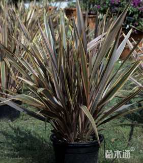 高度60厘米新西兰亚麻