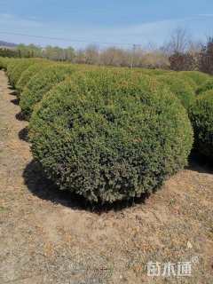 高度150厘米柏树球