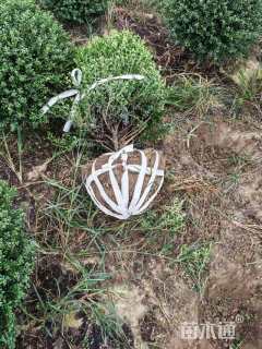 冠幅80厘米龟甲冬青球