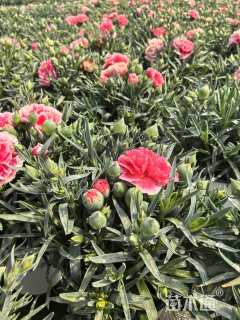 高度15厘米康乃馨