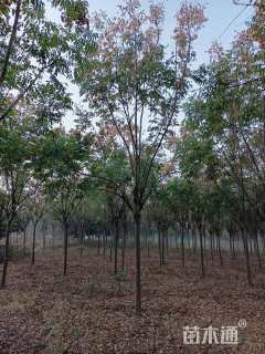 10公分黄山栾树