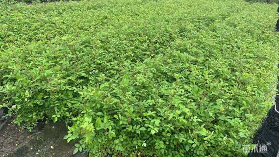 高度40厘米丰花月季