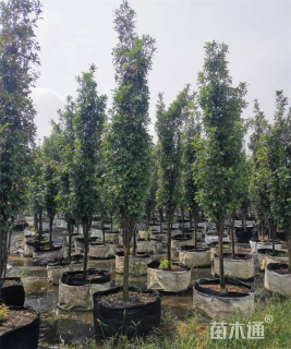 8公分白栎
