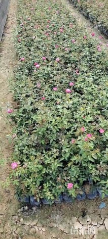 高度20厘米丰花月季