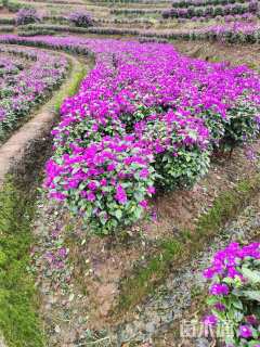 高度100厘米紫花三角梅