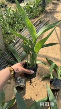 高度30厘米美人蕉