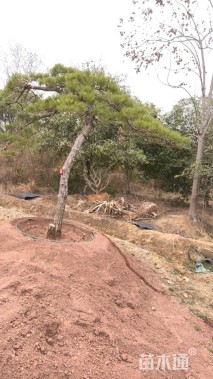 高度300厘米古松