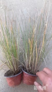 高度40厘米小兔子狼尾草