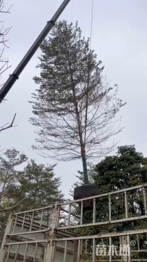 12公分小叶榄仁