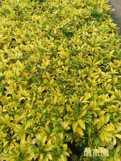 高度20厘米洒金珊瑚