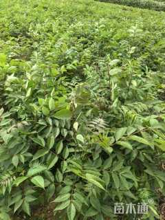 高度50厘米黄柏小苗