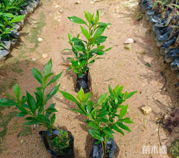 高度20厘米小叶栀子