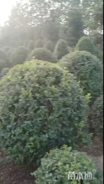 冠幅80厘米小叶女贞球