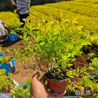 高度50厘米金山绣线菊