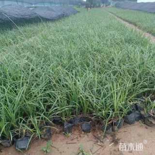 高度30厘米麦冬