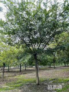18公分朴树