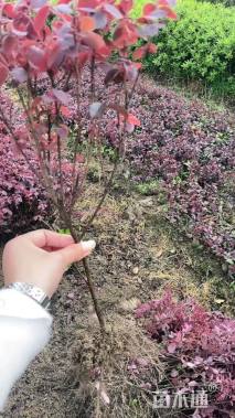 高度40厘米红花继木