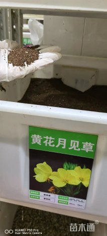 美丽月见草种子