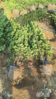 高度120厘米北海道黄杨