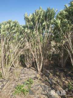 高度200厘米夹竹桃