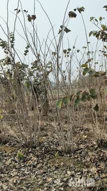 高度250厘米紫荆