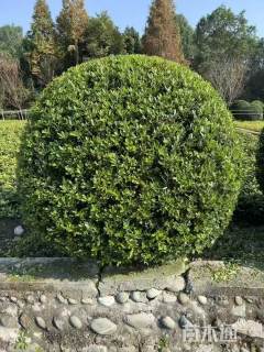 冠幅100厘米海桐球