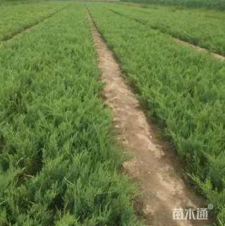 高度40厘米沙地柏