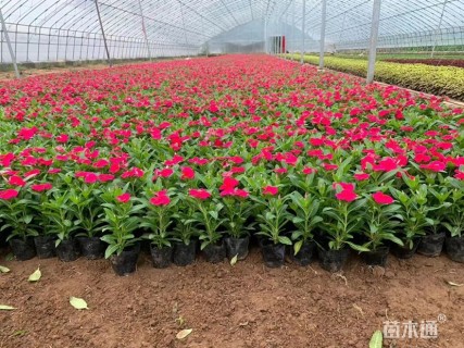 高度15厘米长春花