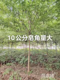 10公分皂荚