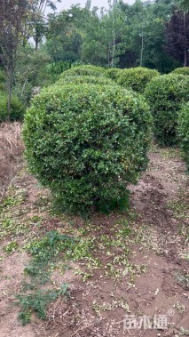 高度120厘米黄杨