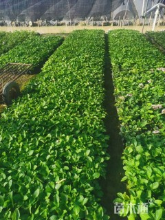 高度20厘米绣球