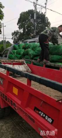 高度30厘米兰花