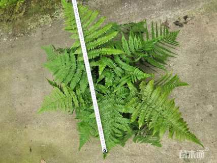 高度35厘米彩虹蕨