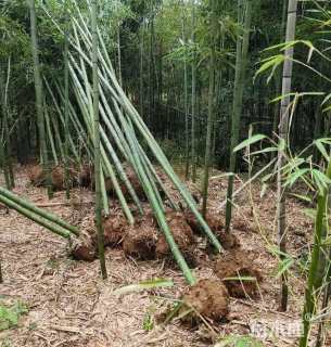 地栽苗刚竹