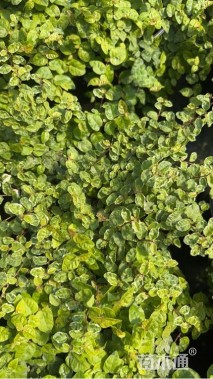 高度10厘米薜荔