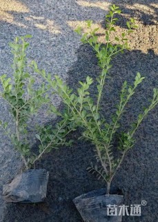 高度25厘米龟甲冬青