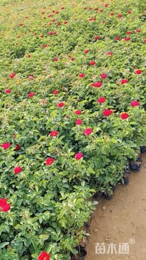 高度30厘米红帽月季